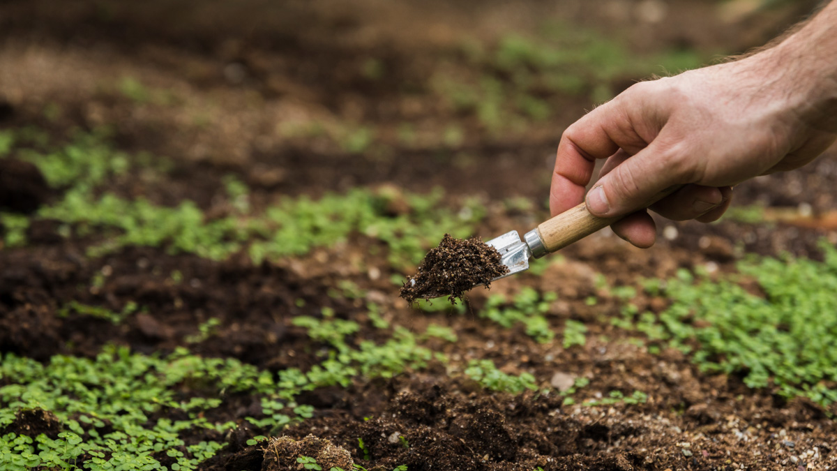 Hand hält Mini-Gartenschaufel mit Erde über einem Beet mit jungen grünen Pflanzen